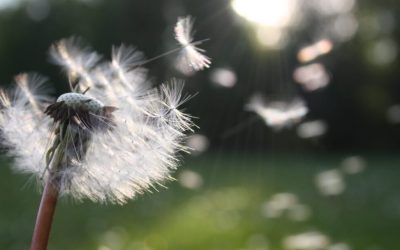 Meditation: Breathing Our Way to Peace & Freedom (19:01 min.)